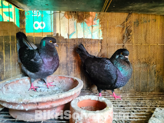 Fancy pigeon